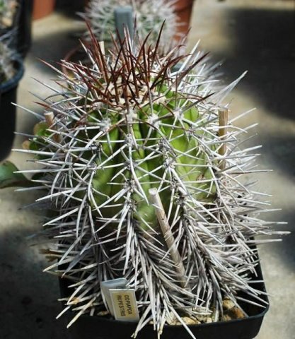 Copiapoa_rupestris